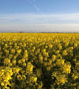 DEKALB Colza