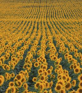 Campo girasoles